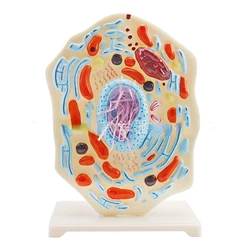 Animal Cell Model Microstructure Anatomical Model Middle School Biology Teaching Biological Cell Equipment