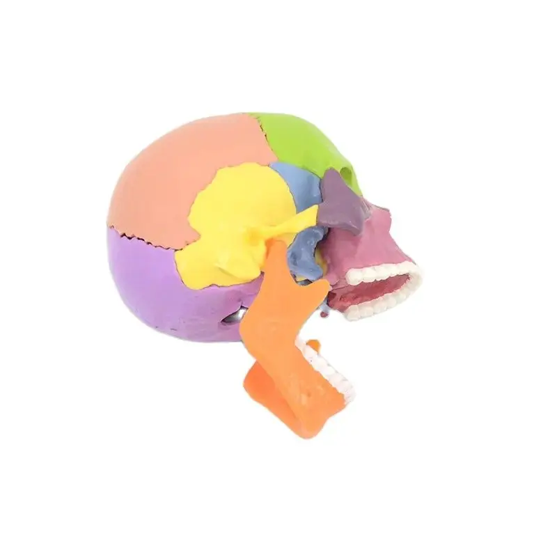 15pcs / set 4D Detachable Color Mini Skull Anatomy Model Detachable Medical Teaching Tool