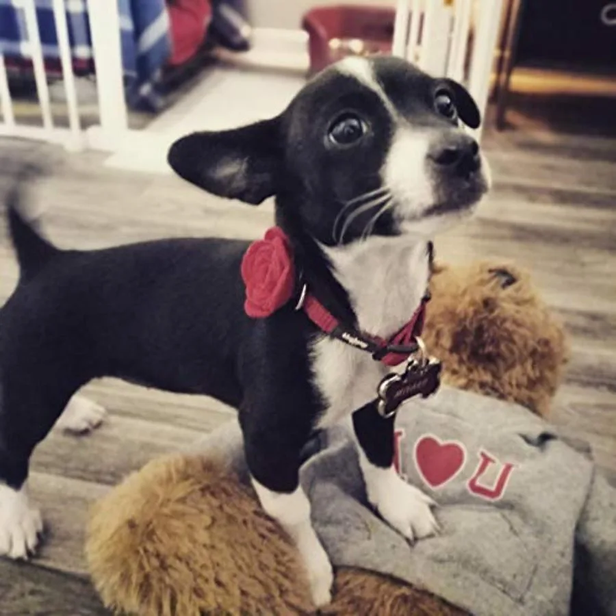 12pcs 1.6" Rose Small Dogs Collar Bows Flowers for Doggy Cats Wedding Birthday Party Collars Decor Sliding Accessories