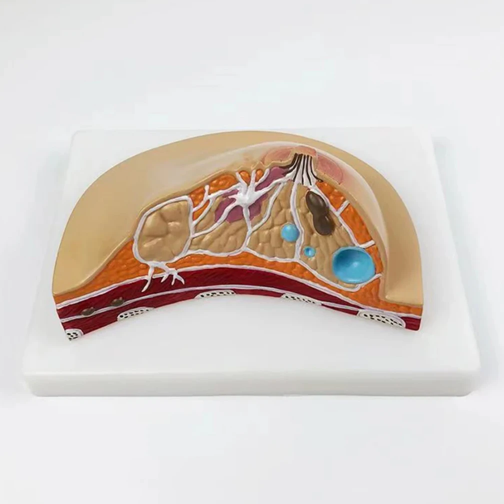 Female Stationary Stage Breast Model Lactation Beauty Gynecological Anatomy Model Medical Teaching Tools Dropshipping Wholesale