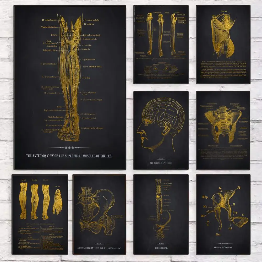

Anatomy Chart Human Body Poster Wall Art Sticky for Living Room Bedroom Office Hallway Bar Home Decor Gift Idea