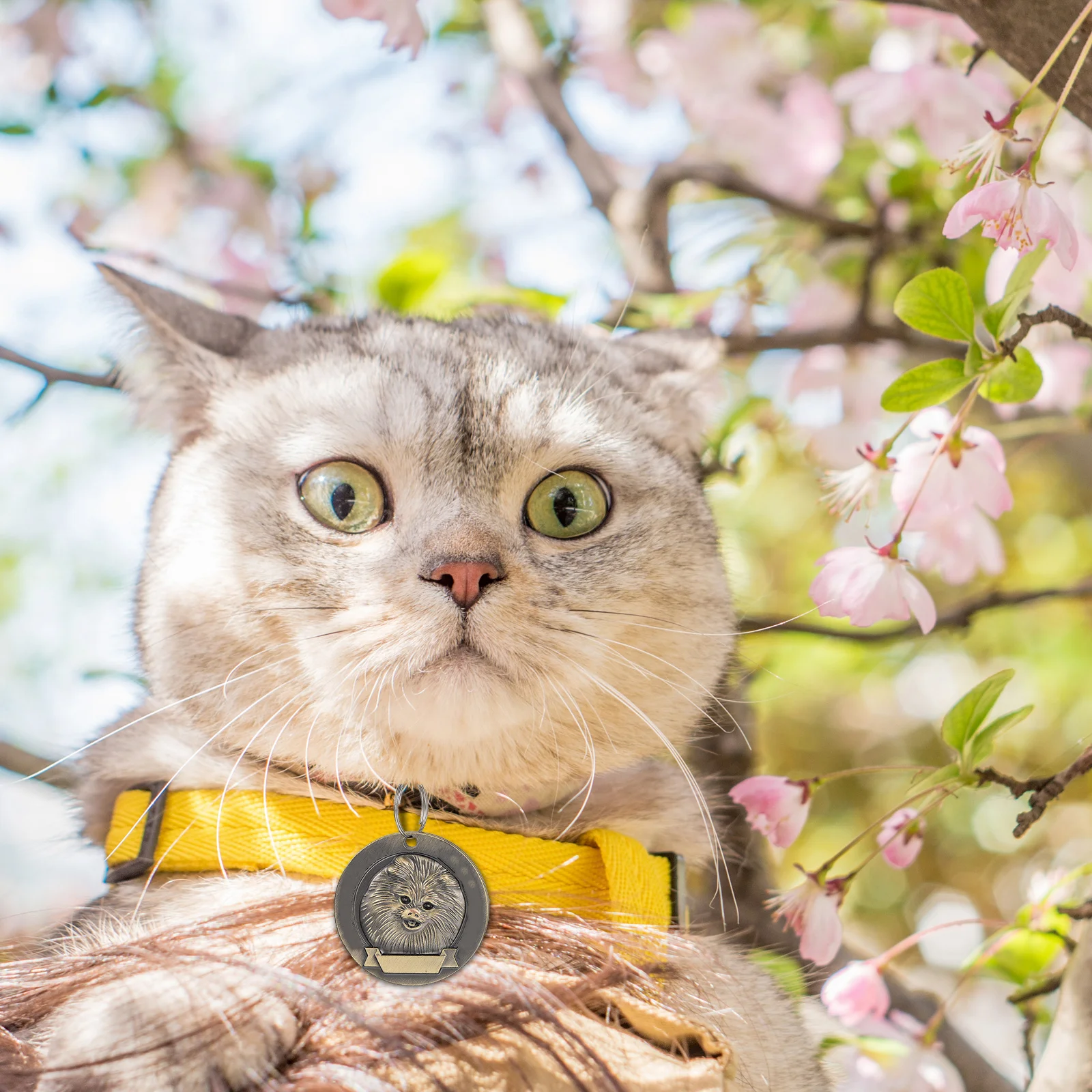 

3Pcs Durable Zinc Alloy Pet Tags Vintage Style Clear Engraving Pomeranian Id Accessories Zinc Alloy Pet Tag Dog Id Tags