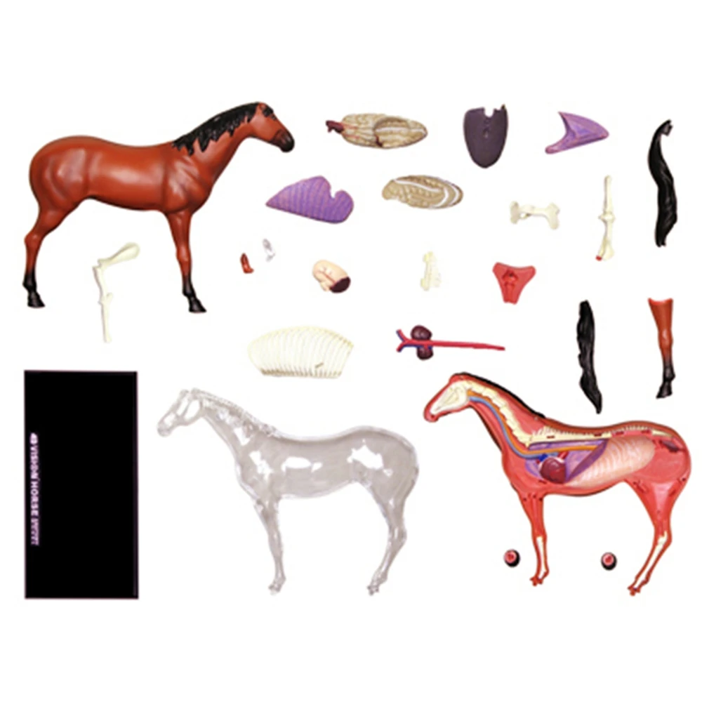 Modelo de anatomia de órgão animal 4d, inteligência de cavalo, montagem de brinquedo, modelo de anatomia de ensino, aparelhos científicos populares diy