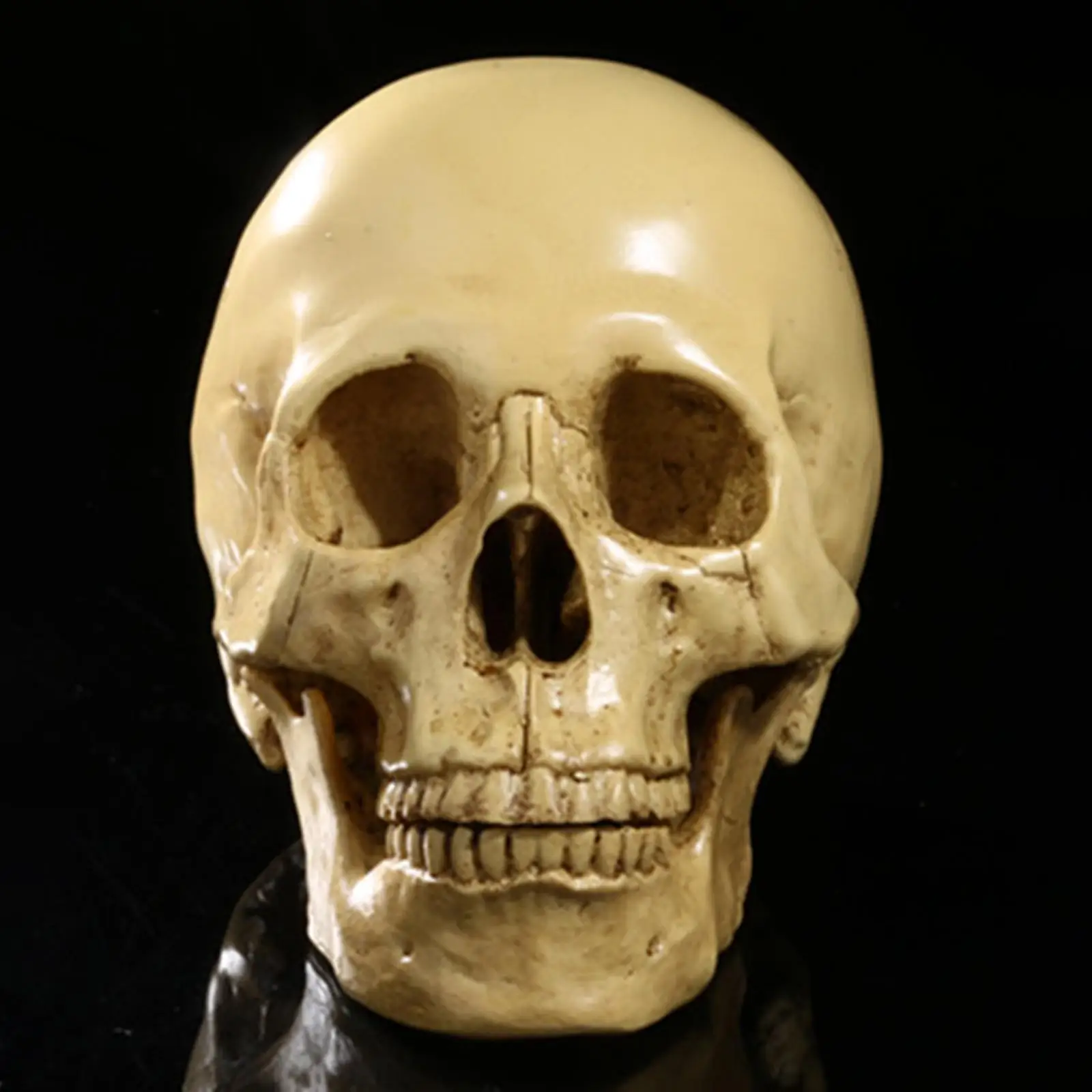 Resin Model Skeleton Realistic Skull Full Size Anatomy Replica Teaching Tool for Science Home Party Display