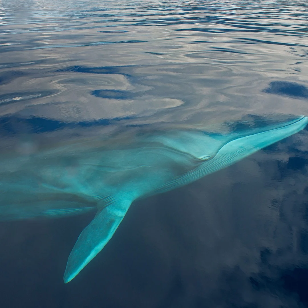 

B 12.1 Inch Android 13 Carplay Multimedia Navi For Land Rover Range Sport 2005-2009 Car Radio Touch Screen Stereo Head Unit