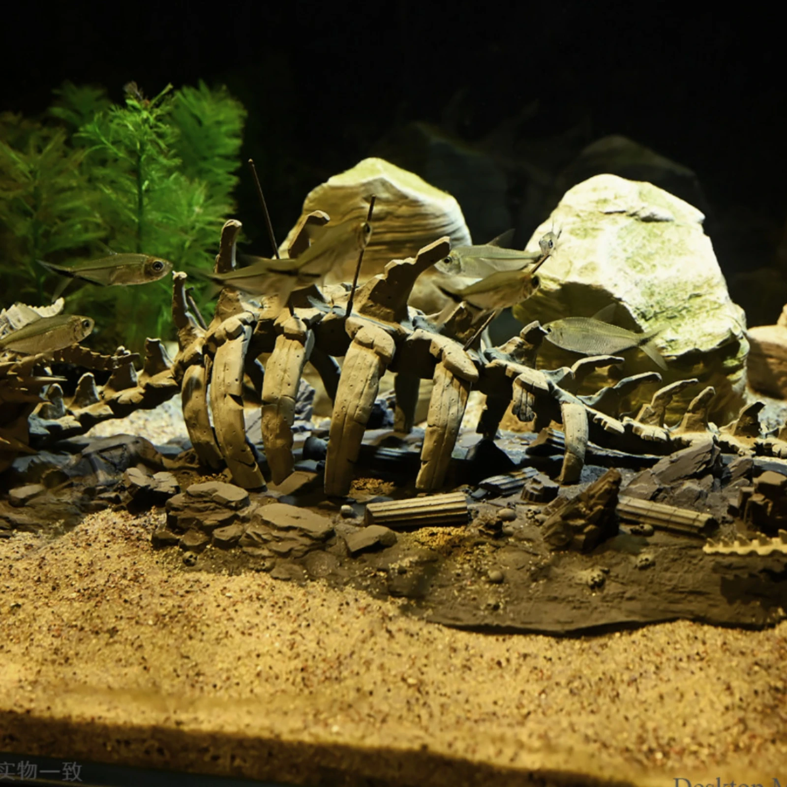 هيكل عظمي لتنين الزينة، تمثال  - مراجعة Aquarium Fish Dragon وسعره