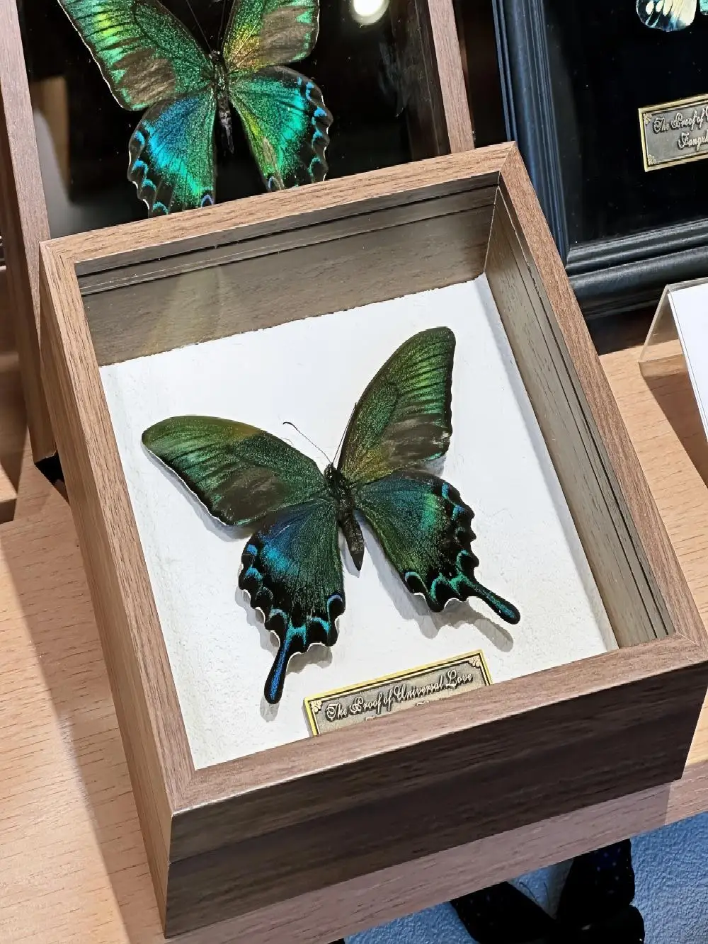 

Wooden Display Box Insect Show Box Wings Spread Collection Decoration 3D Picture Frame Home Decor Modern Simplicity