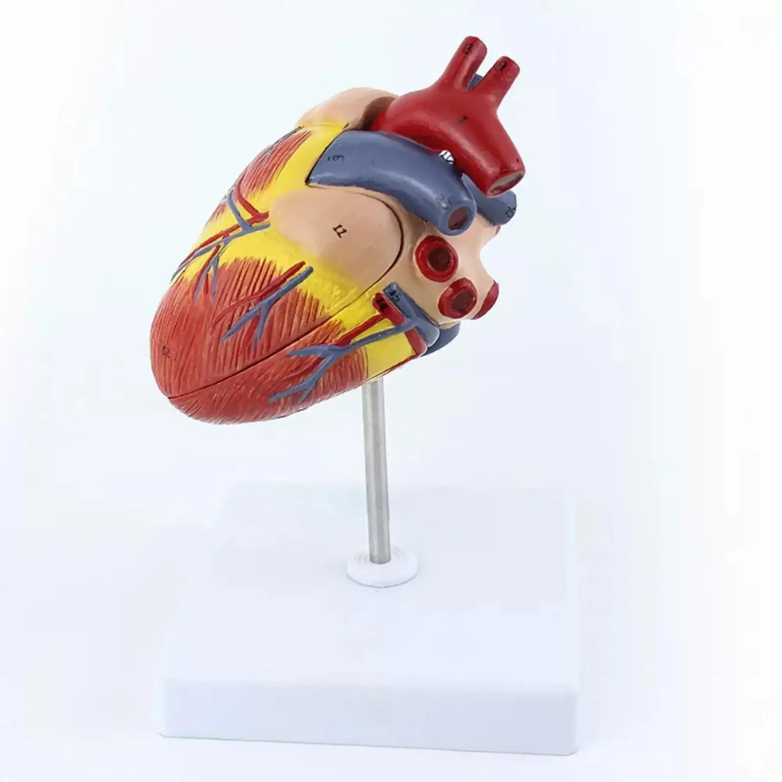 PVC Dog's Heart Anatomical Animal Model Medical Teaching Models