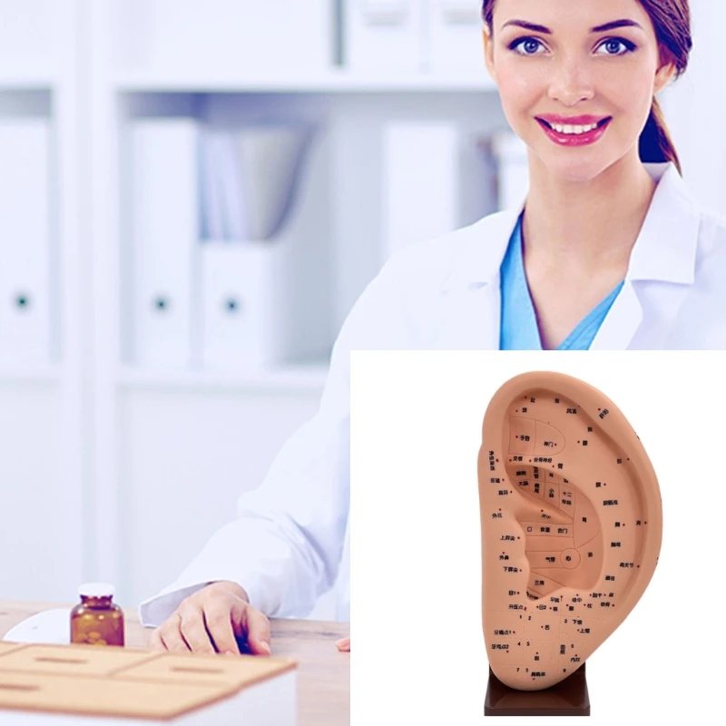 بولي كلوريد الفينيل نموذج الوخز بالإبر الأذن البشرية نموذج الوخز بالإبر الأذن نموذج الطبية