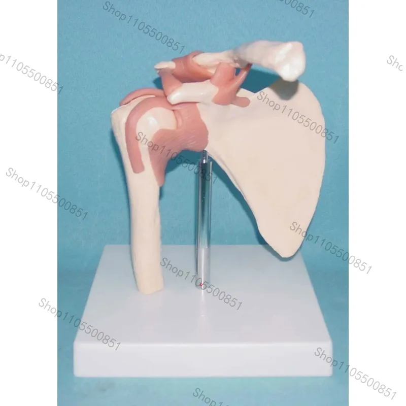 Human shoulder joint function model