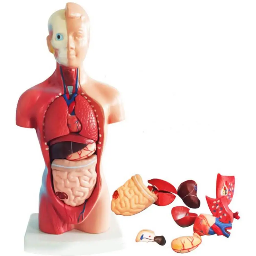 Human Torso Body Model Anatomy Anatomical Medical Internal Organs For Teaching