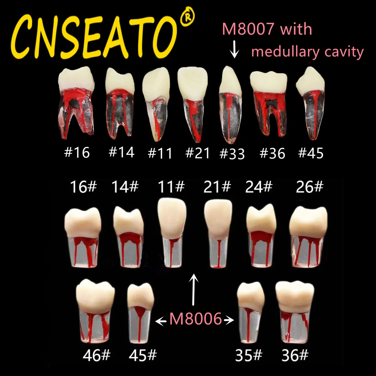 Dental Model Endodontic Root Canal Block Practice Teeth Pulp Cavity Resin Study Endo Training Tooth RCT Demo Student Teaching