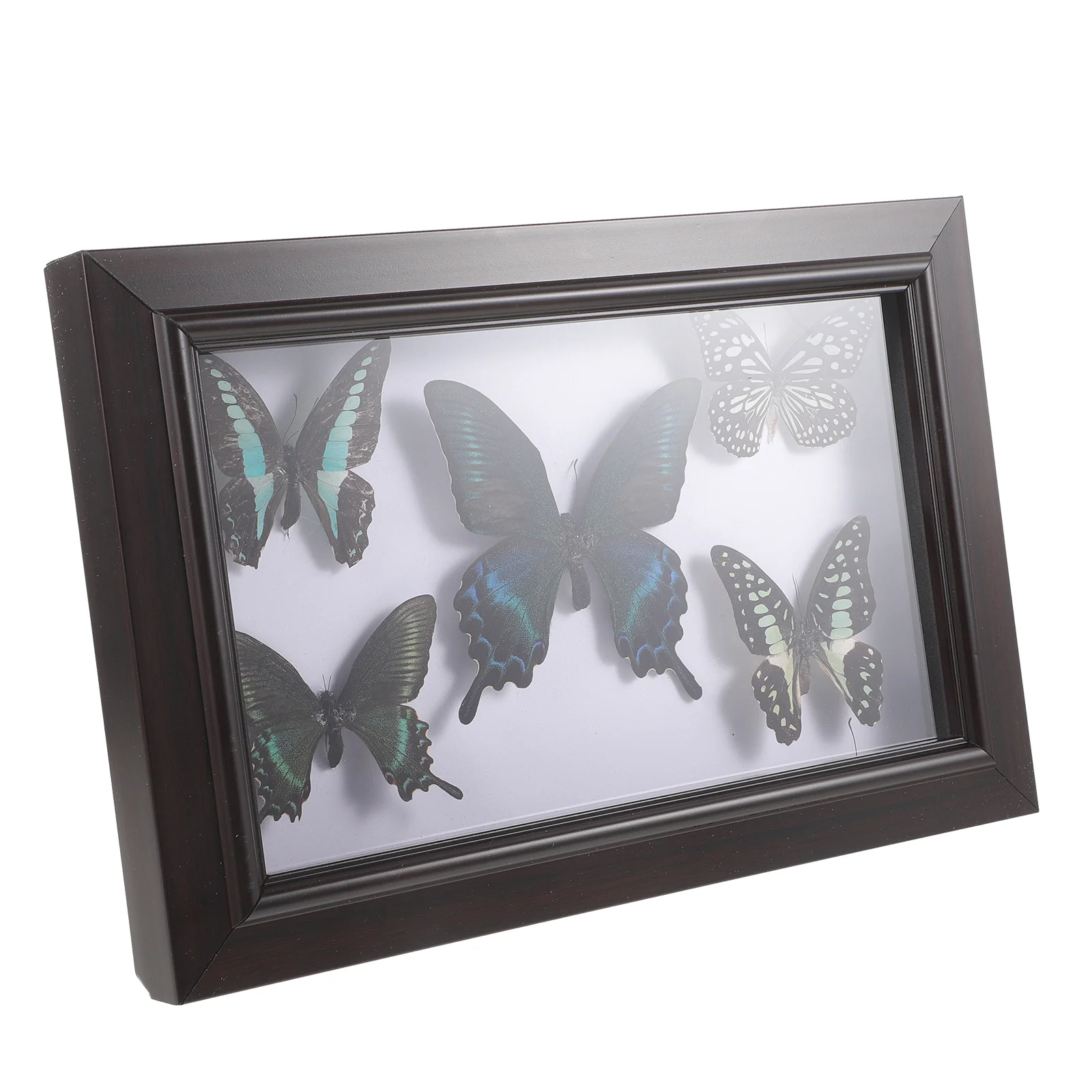 Wall Hanging Butterfly Specimen Exquisite Wall Decor Wall Hanging Specimen Wall Decoration butterfly specimen wall