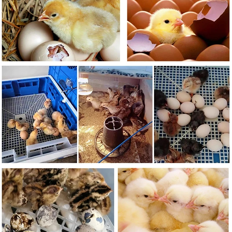 Imagem -06 - Auto Temperatura Farm Tools 16 Eggs Incubator Brooder Bird Codorna Chick Incubadora Poultry Hatcher Turner