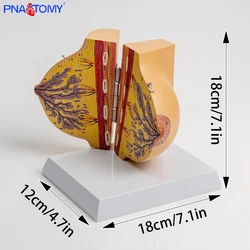 Medical Female Simulated Breast Anatomy Model for Obstetrics and Gynecology Postpartum Repair Training Breast Enhancement