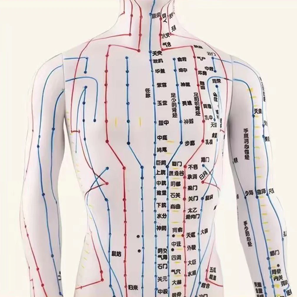 여성 남성 침술 모델, 중국 포인트, PVC 의료 인체 경락 모델, 과학 교육 도구, 드롭쉽, 40cm