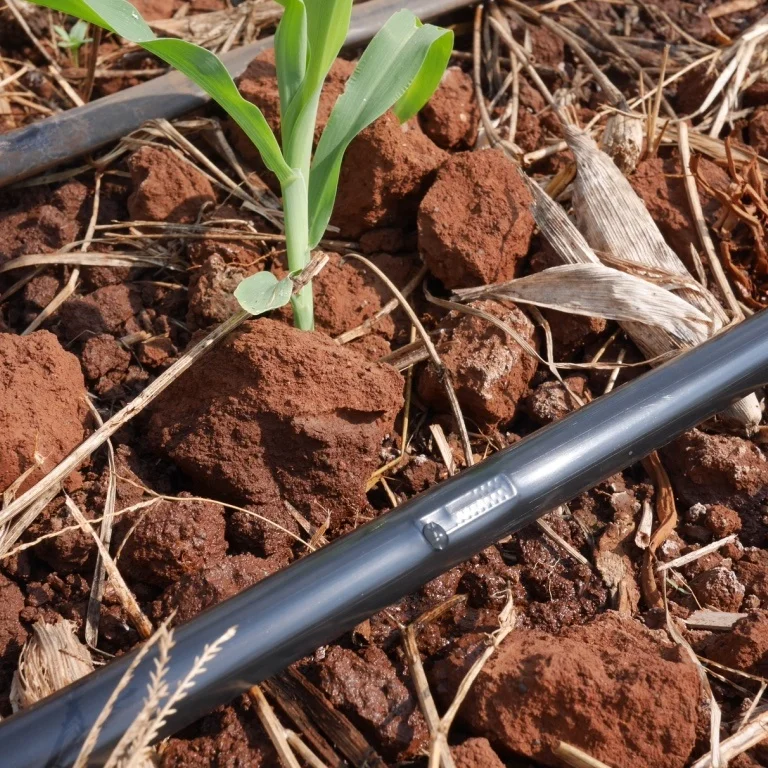 2025 مجموعة الري تصميم البصل توفير سقي نوع الري بالتنقيط الشريط