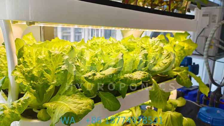 ج آلة الزراعة لزراعة الخضار الخس والفراولة نظام عمودي هيدروبوني