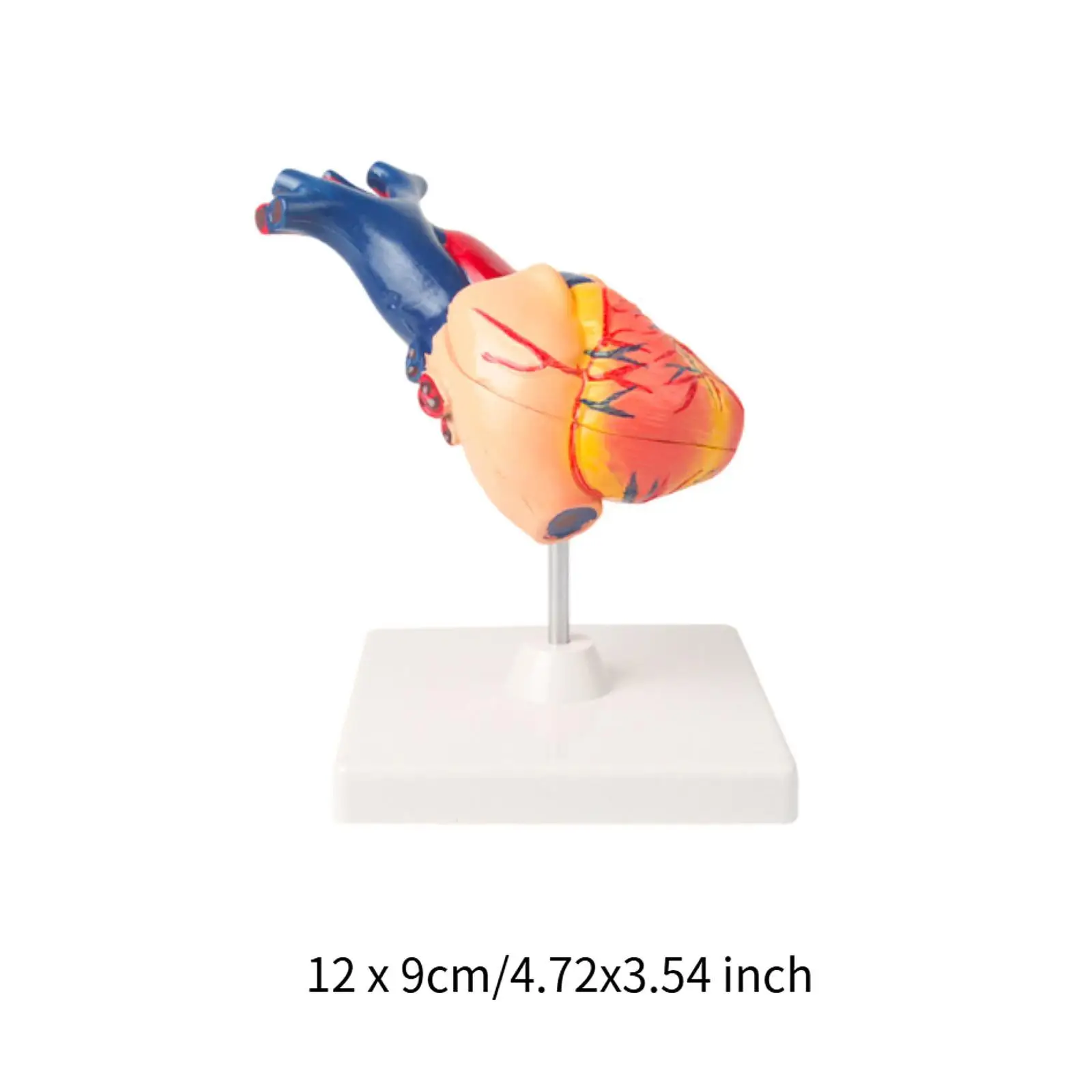 Human Heart Model Simulation Professional Structure Human Skeleton Anatomy Heart Anatomical Model for Science Classroom Study