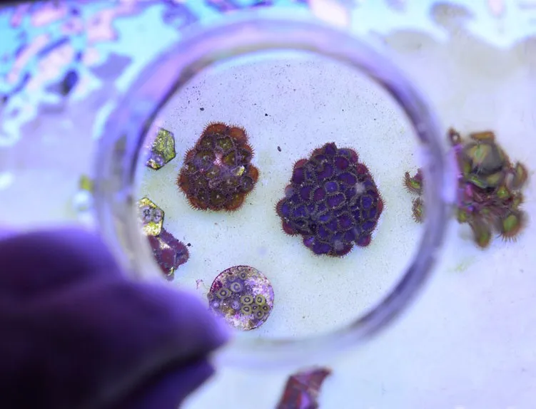 Aquarium Marine Reef Tank Tools, SPS, LPS, Viewing Mirror, Water Magnifying Glass, Water Surface Observation, Photography