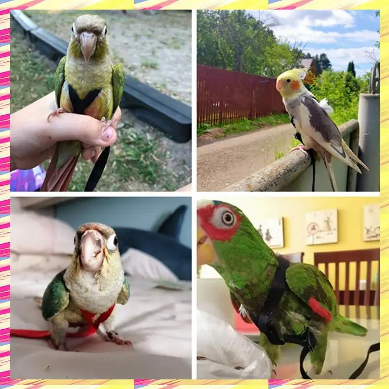 1 PCS Parrot Bird Harness Leash Outdoor Flying Traction Strap For Bird Parrot Black XS