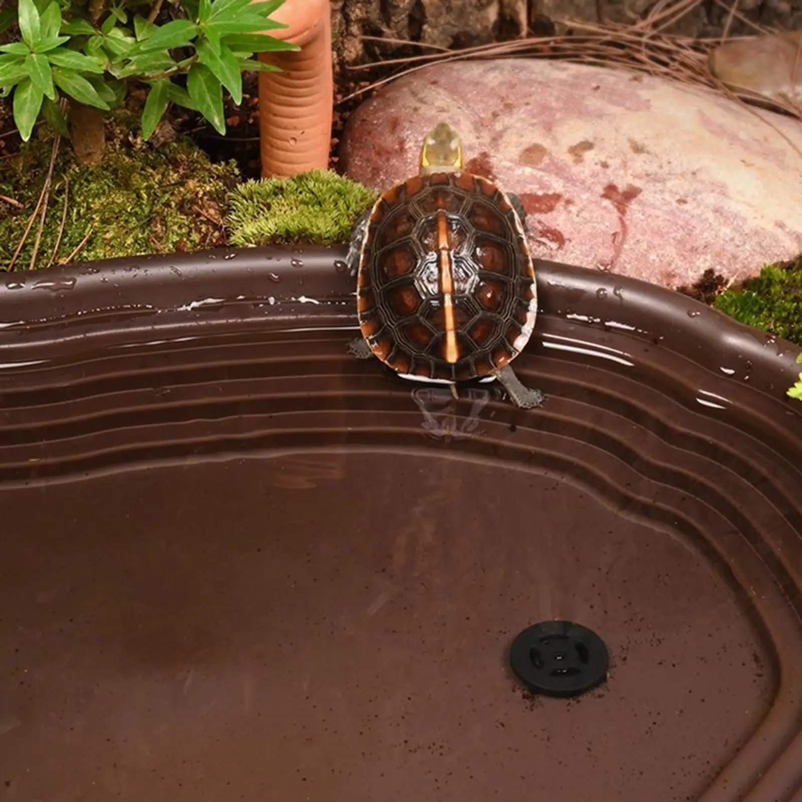 Plato de agua para tortugas y reptiles – Fácil de limpiar - imagen 3