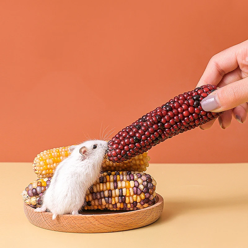 Mini Snack Corn Hamster Food Staple Food Molar Toys Golden Bear Rabbit Chinchilla Molar Corn Cob Molar Snack