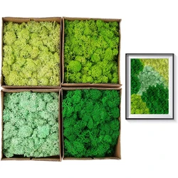20/40/60g Artificial Green Plants Eternal Life Moss Grass Mini Landscape Garden Living Room Decor Fake Grass DIY Crafts