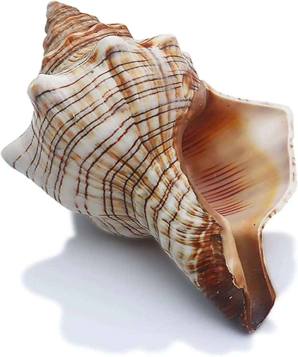 1PC Striped Fox Conch Sea Shells Large Natural Seashells Perfect for Fish Tank Wedding Decor Beach Theme Party Home Decorations