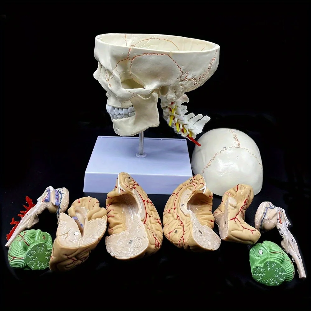 Human Skull with Brain and Cervical Vertebra Anatomical Model: Life-Size Anatomy for Science Classroom Study Display Teaching Mo