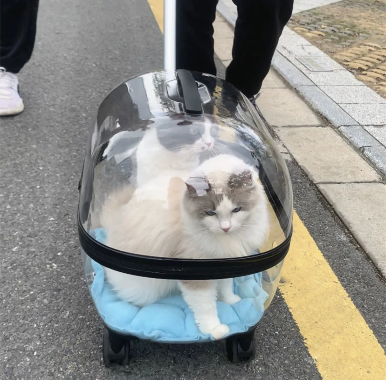 Haustier Trolley Katze Tasche Tragbare Katze Tasche Für Ausgehen Doppel Katze Haustier Kinderwagen Transparent Koffer Mit Großen Raum