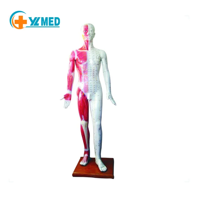 Medicine TCM Acupuncture Practice Using Colorful Luxury 178cm Human Acupuncture Model With All Acupoints