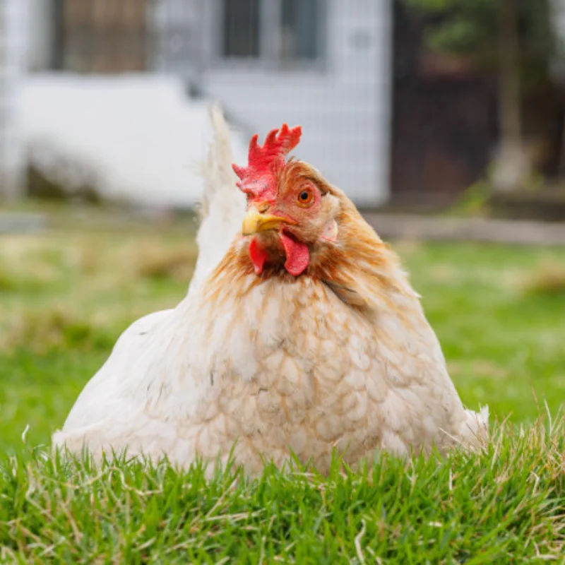 Brazo inferior delantero para Wltoys 244016 LOSI Micro-B 1/24 RC coche Metal actualización OP accesorios piezas