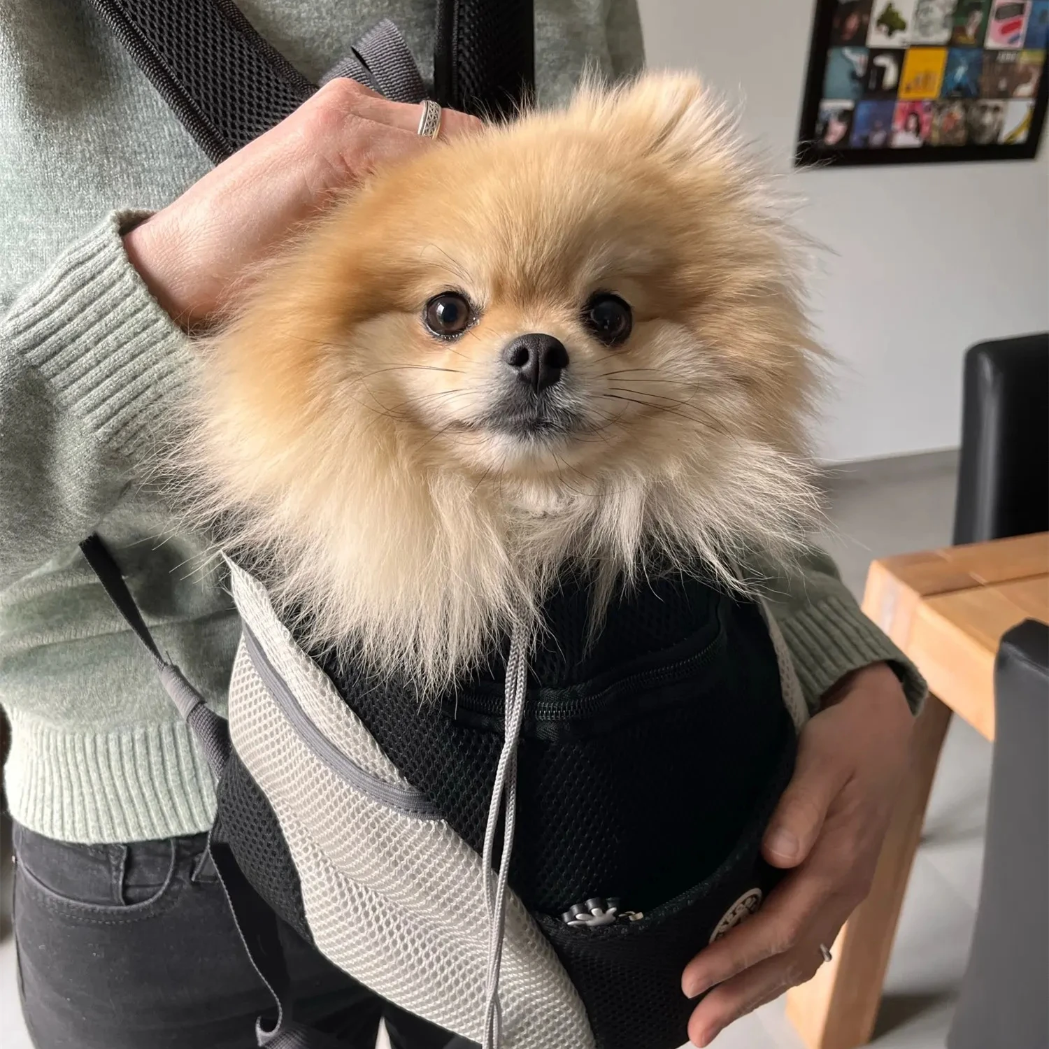 Pet Backpack Portable Portable dog Double Shoulder bag Outdoor Travel cat Carrier Bag Pet Dog Front Bag Mesh Backpack