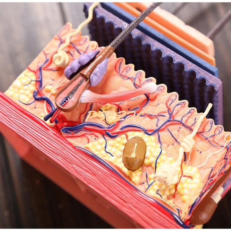 4D Medical Teaching Plastic Adhesive Human Skin Structure Anatomical Assembly Model Scalp Hair Follicle Supplies