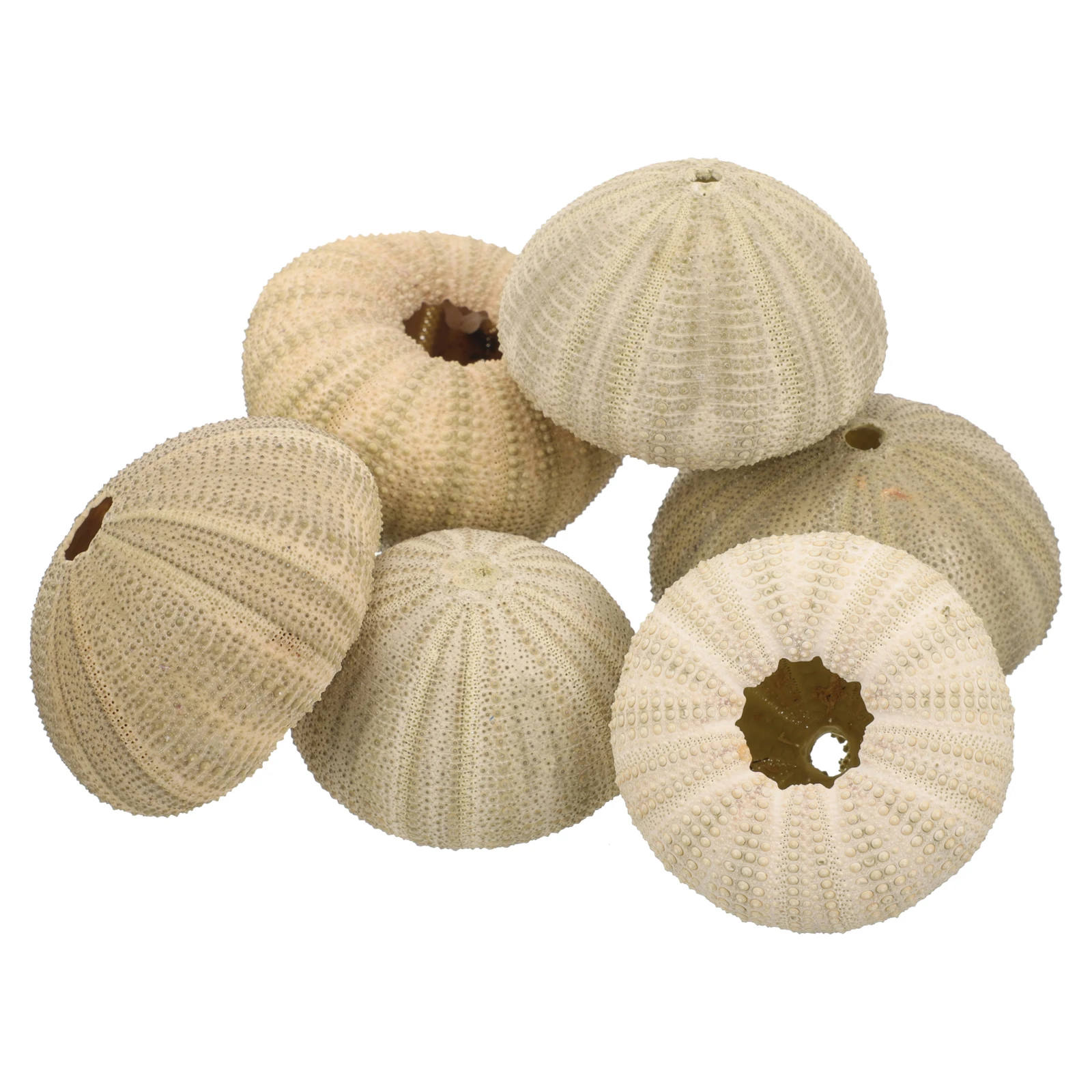 

6 Pcs Decoration Natural Sea Sea Urchin Shells Decor Urchin Shells for Home Crafts Fish Tank 4 6CM Green Unique
