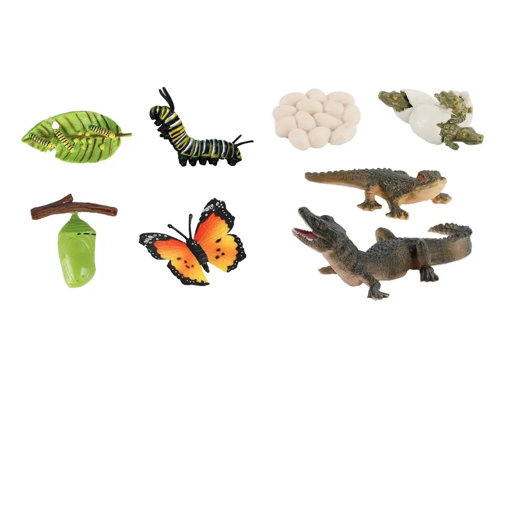 2/set Animal Growth Life Cycle Education Development Imagination Biology Classroom Toys Props