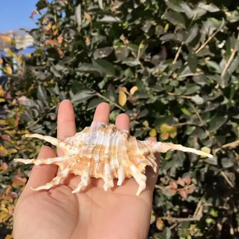 حلزون عقرب صدفة محار طبيعي ، حلزون عنكبوت سباعي الشكل ، ديكور خزان الأسماك ، المنزل ، الزفاف ، ديكور نافذة المنصة