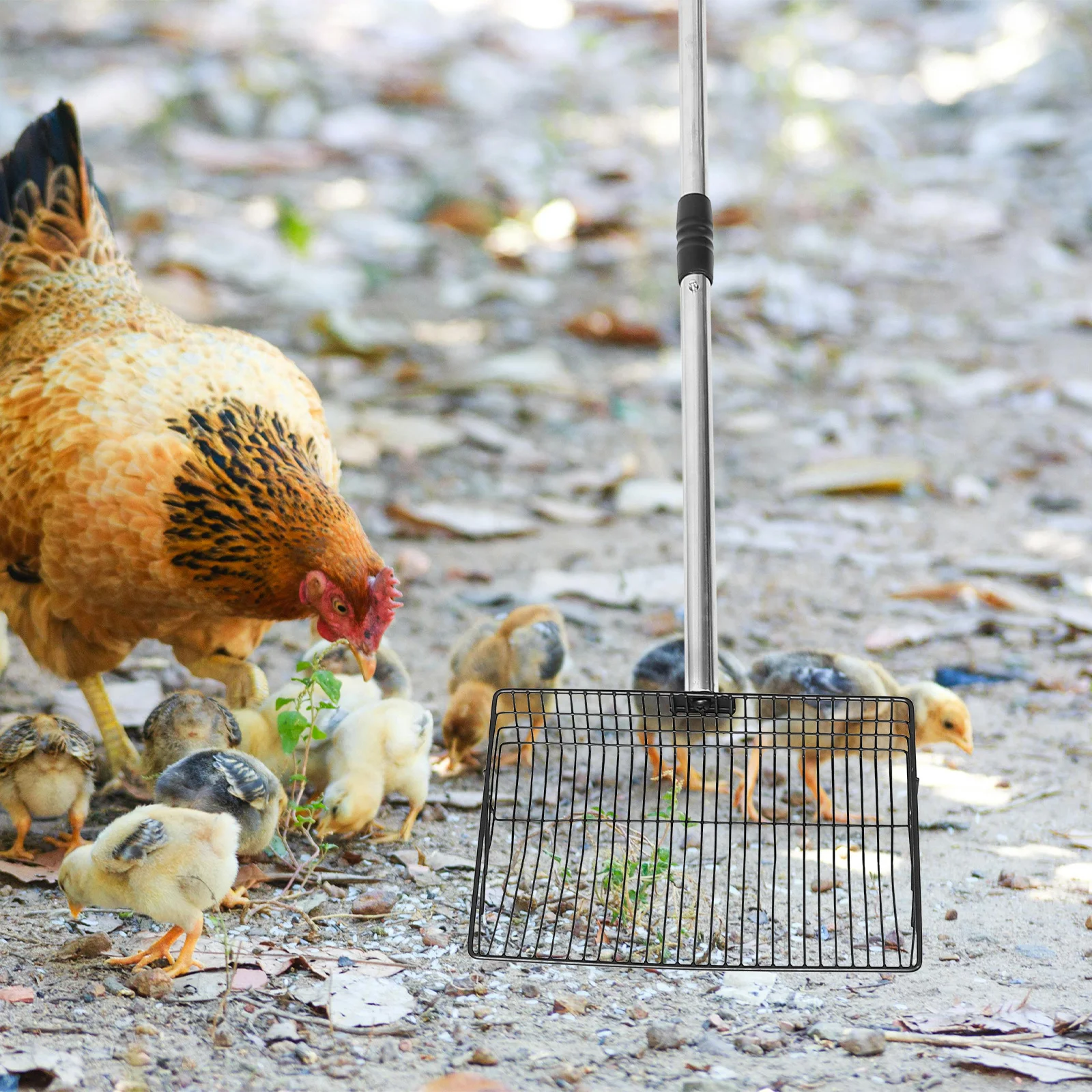 

Chicken Coop Cleaning Poop Scooper Large Wide Metal Litter Scoop Long Handle Rooster Poultry Waste Removal Shovel