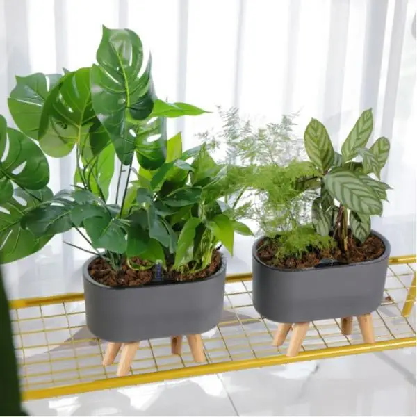 Self Watering Plant…