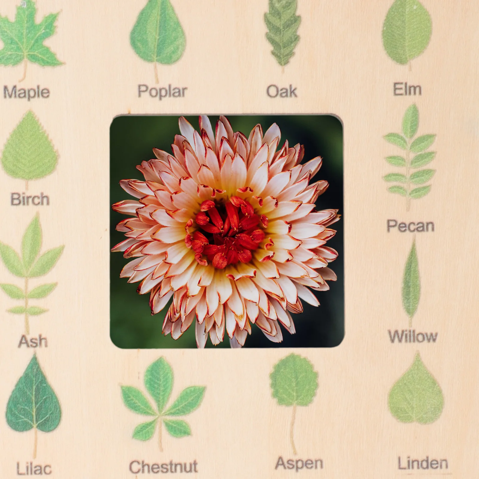 

Nature Guide Wood Children Toy 0.5CM Thick Outdoor Tool Kids Play Frame Outdoor Identification Guide Tool Viewer