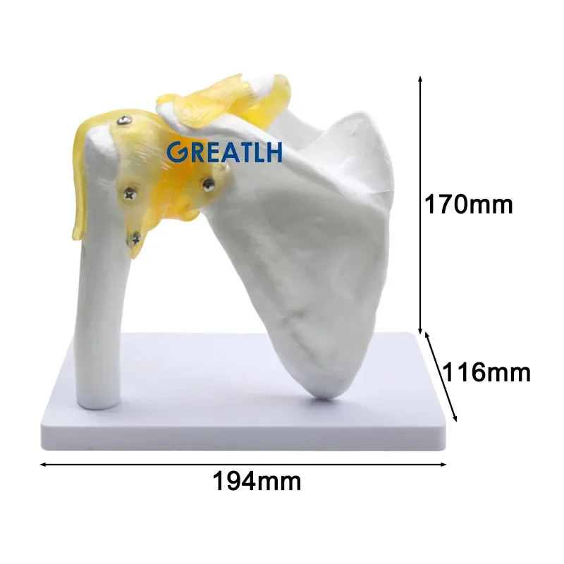 GREATLH Human Joint Model Shoulder Joint Model Human Anatomy Skeleton Model Medical Teaching Supplies