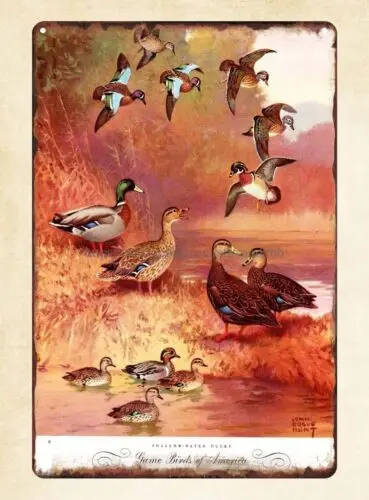 game birds of amaerica shallow water duck metal tin sign unique wall art