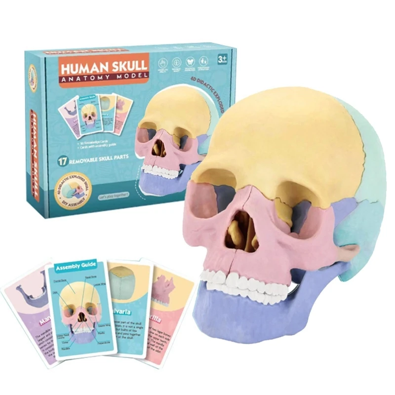 Human Skull Model Demonstrating Anatomy Skull Model Human Medical Skull Model