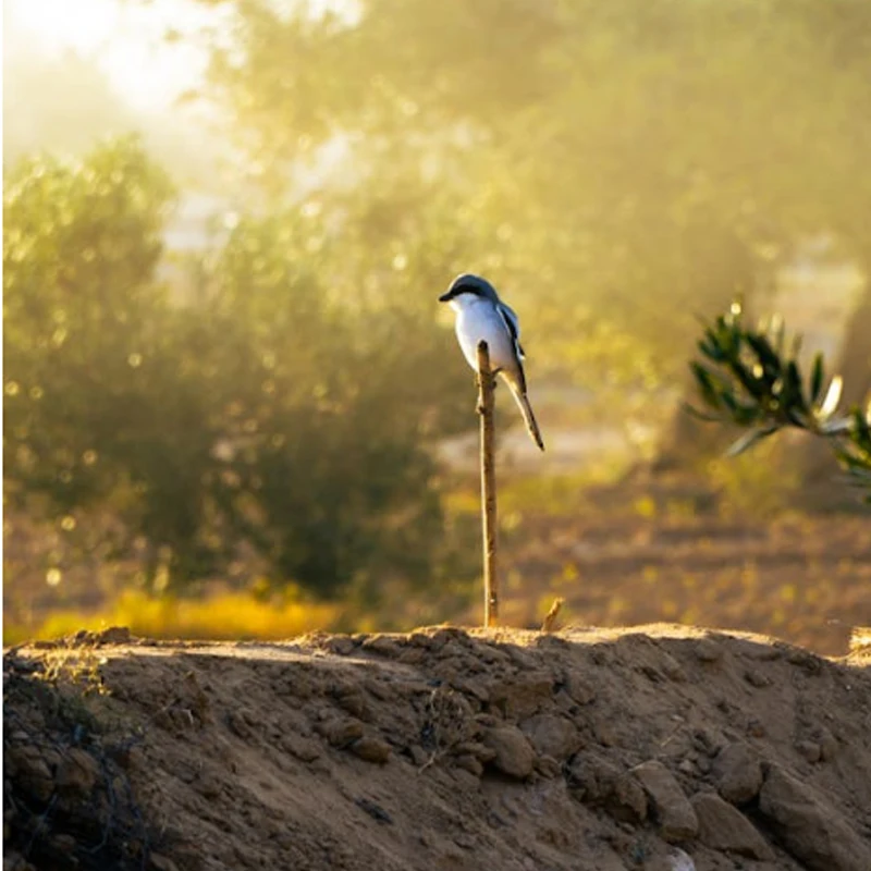 

iFlight Thunder 80A 8-IN-1 ESC Blheli_32 2-8S Lipo Supports DShot DShot150/ 300/ 600/ MultiShot/ OneShot for RC FPV Drone