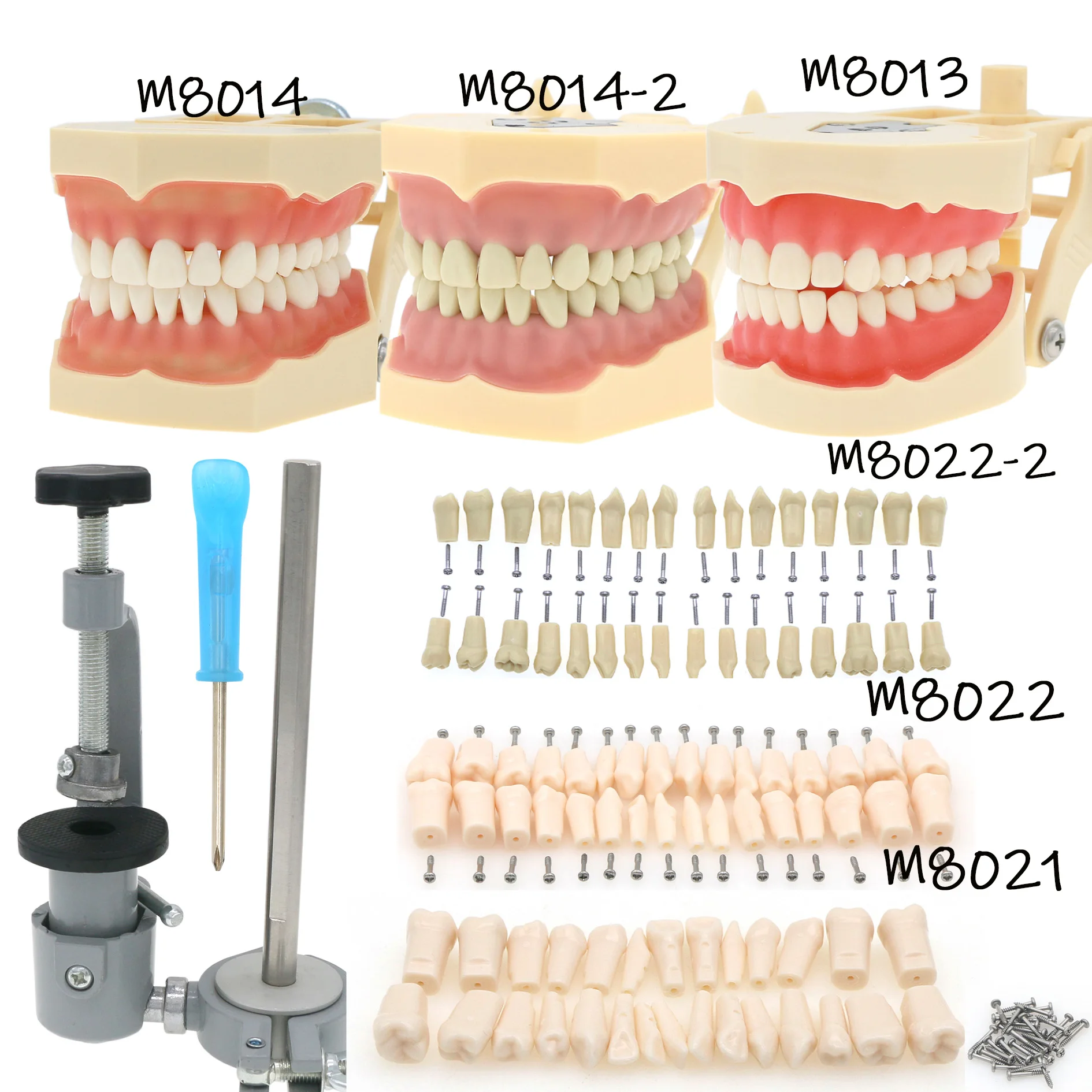 

Dental Frasaco ANA-4 AG3 Type Fit Screw-in Teeth Model Typodont Standard Practice Filling 28/ 32Pcs Implant Restoration Demo