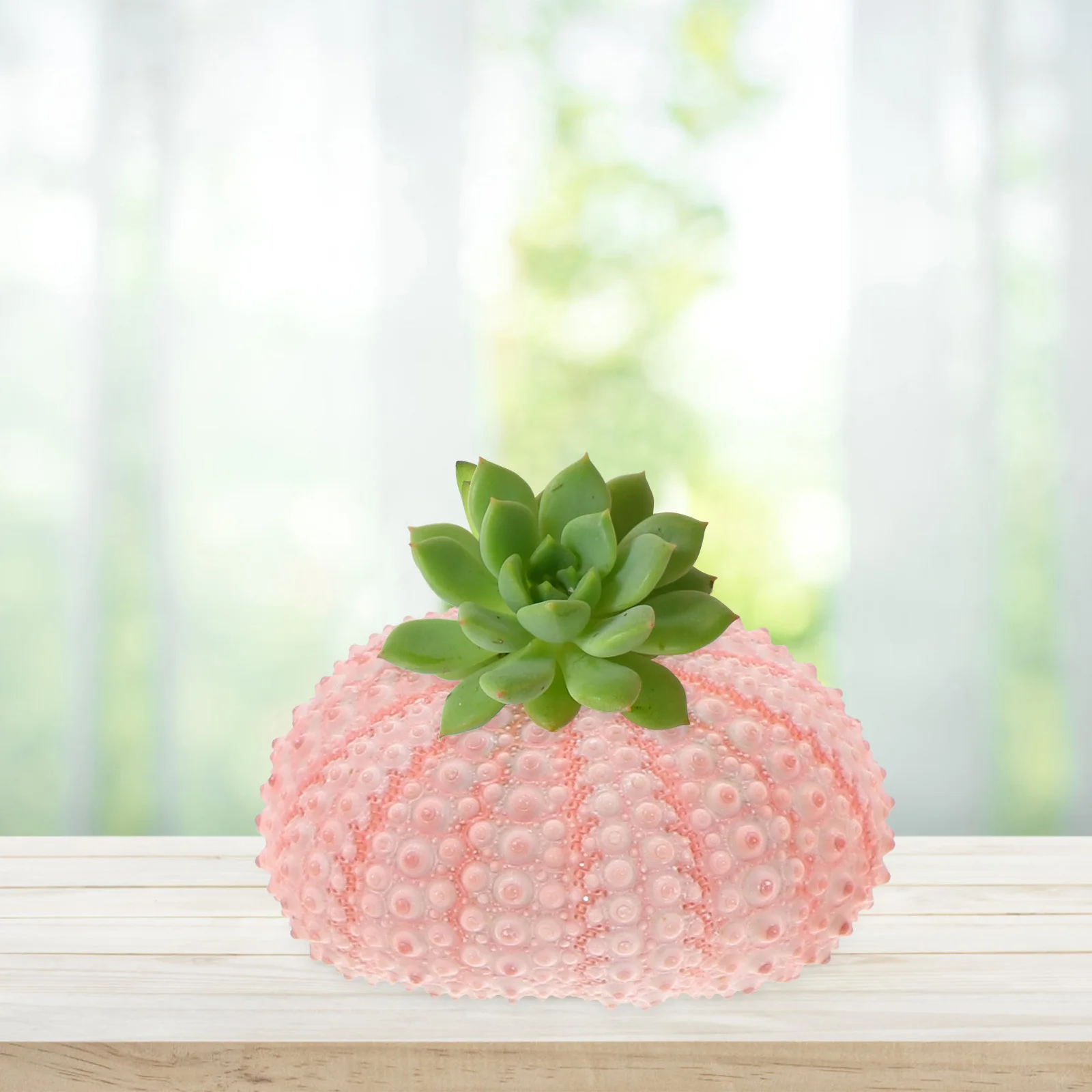 

5Pcs Sea Urchin Shells Natural Planting Pots Above 4cm Air Plant Holders DIY Tillandsia Containers Succulents Unique Gift