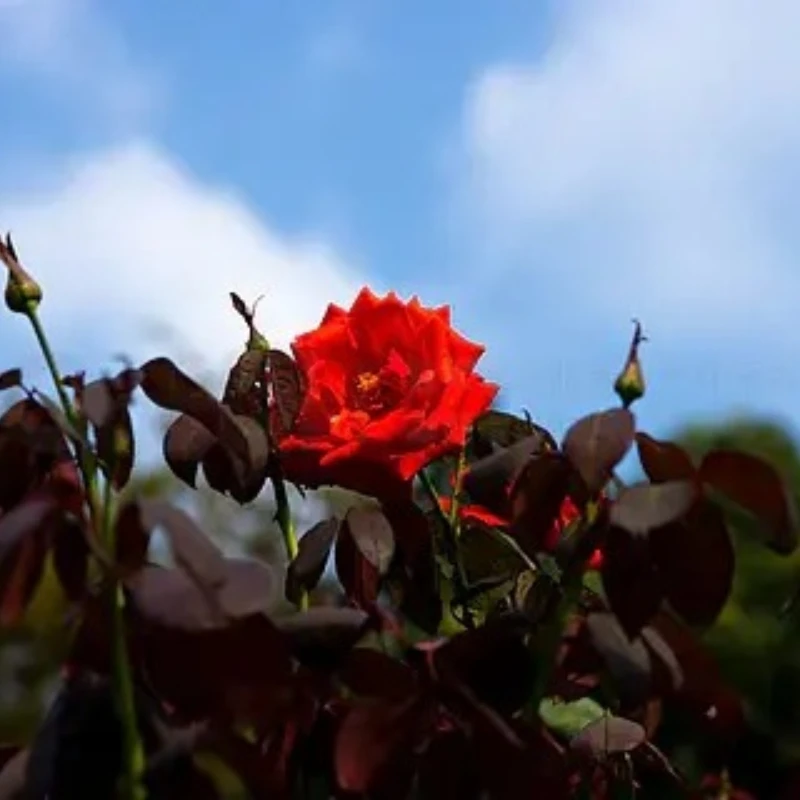 

Контроллер полета IFLIGHT BLITZ F7 Pro 4-8S 512 МБ VTX Blitz E80 4-IN-1 Pro Single ESC для гоночного дрона FPV