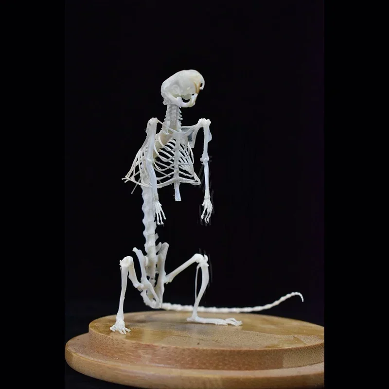

2033 Erect Rodent Osteology Art Gothic Horror Art Cabinet Small Ornaments of Mouse Bone Replica Halloween Party Supplies Gifts