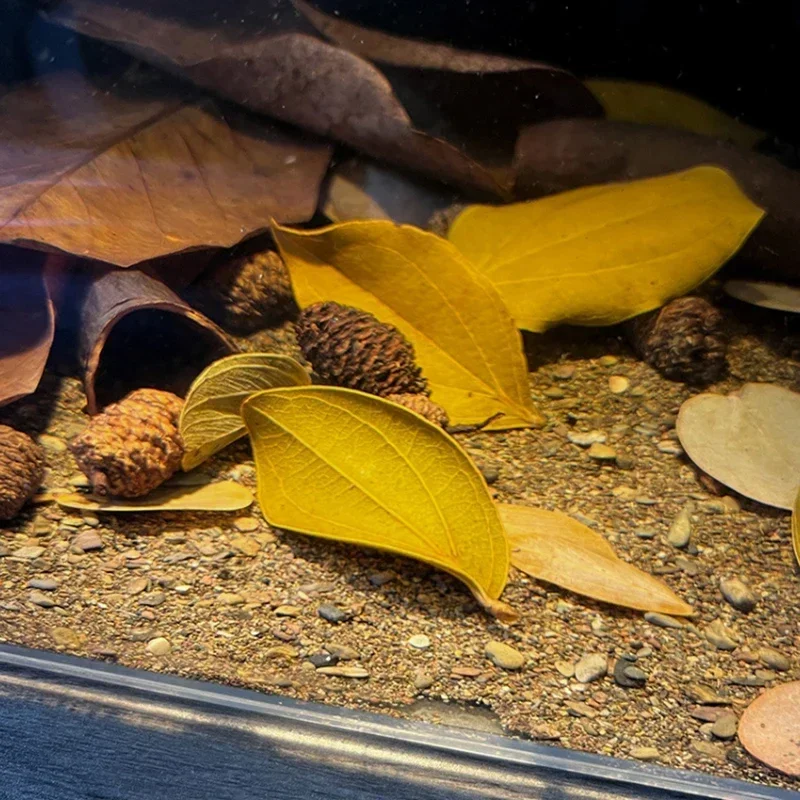 yZ[z30 VRtكtB^[ Terminalia Catappa Foetida tA[ht򎡗